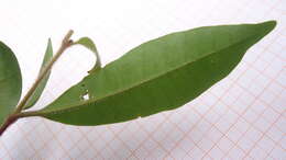 Image of Nyctagynaceae