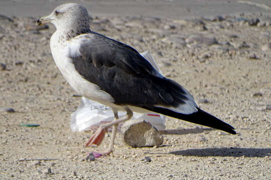 Image de Larus fuscus heuglini Bree 1876