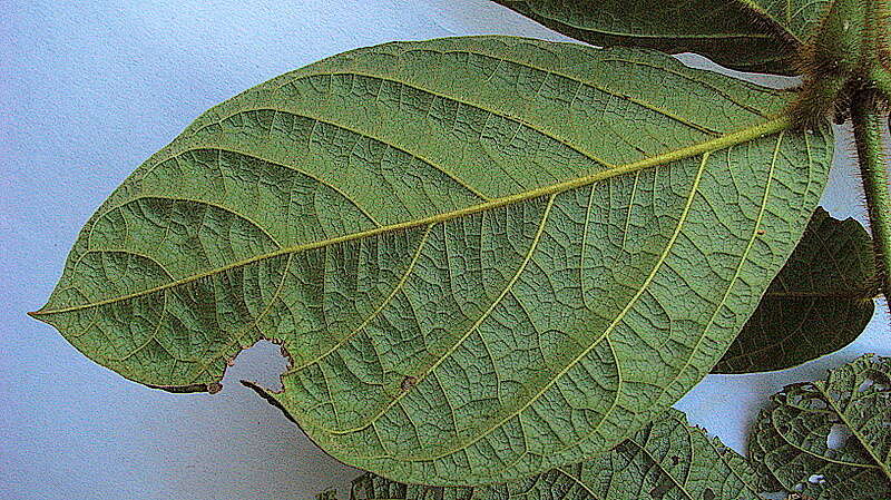 Image of Cordia nodosa Lam.