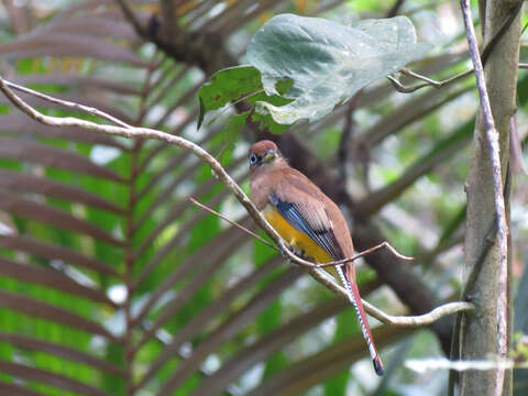 Image of Black-throated Trogon