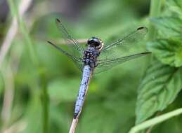 Image of Skimmers (Dragonflies)