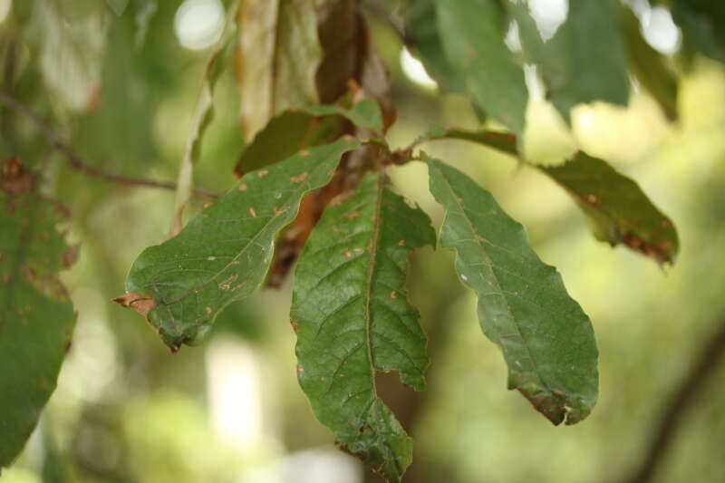 Sivun Quercus humboldtii Bonpl. kuva