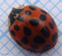 صورة Harmonia axyridis (Pallas 1773)