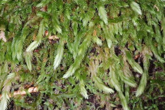 Image of Leucobryum aduncum Dozy & Molkenboer 1854