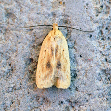 Image of Agonopterix kaekeritziana Linnaeus 1767