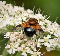 Image of Volucella