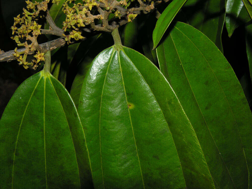 Image of Sarcomphalus chloroxylon (L.) Hauenschild