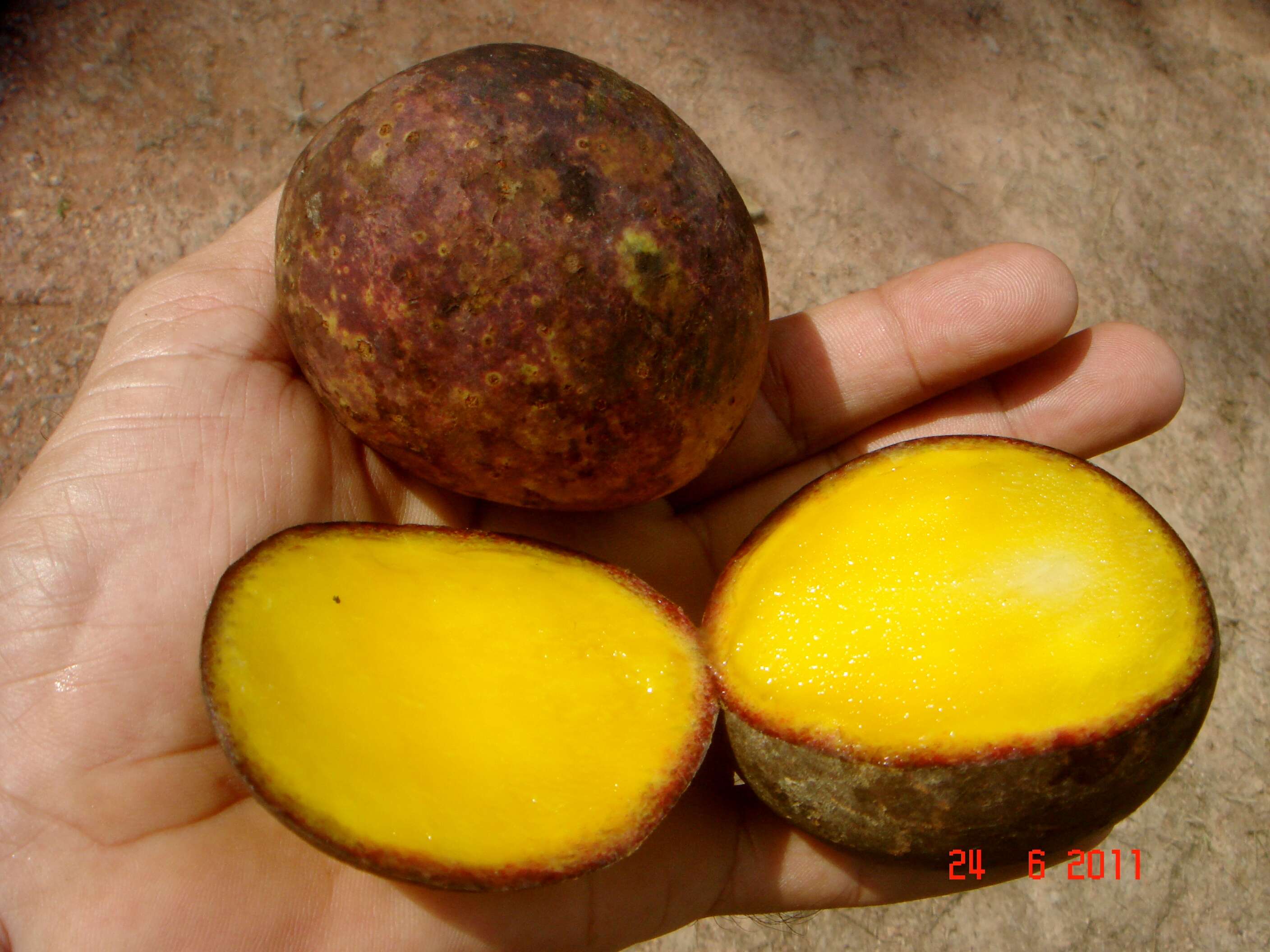 Image of Mangifera quadrifida Jack