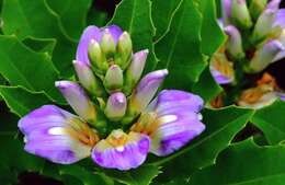 Image of Holy Mangrove