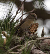 Image of Common Crossbill