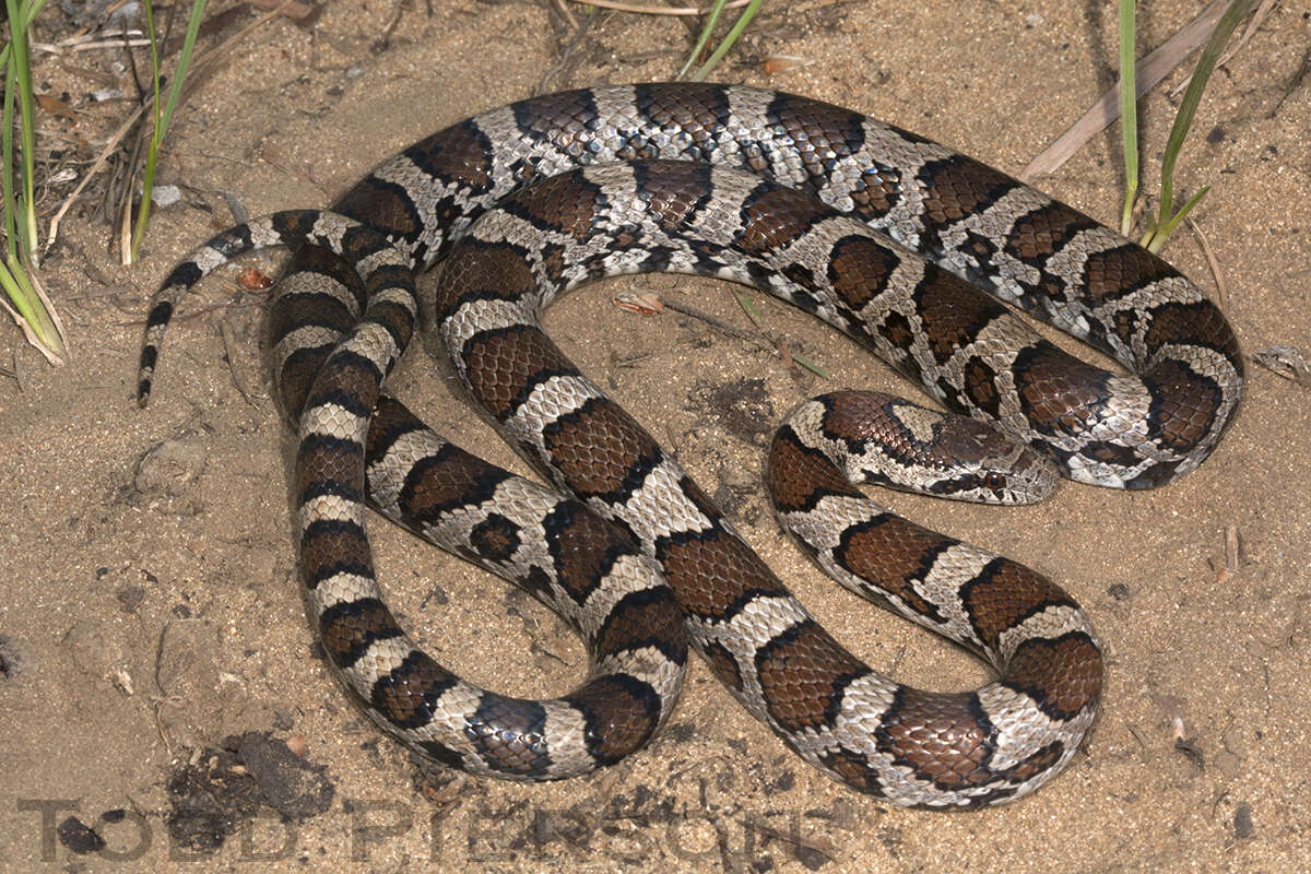 Image of milk snake