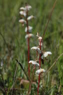 Image of Wintergreen