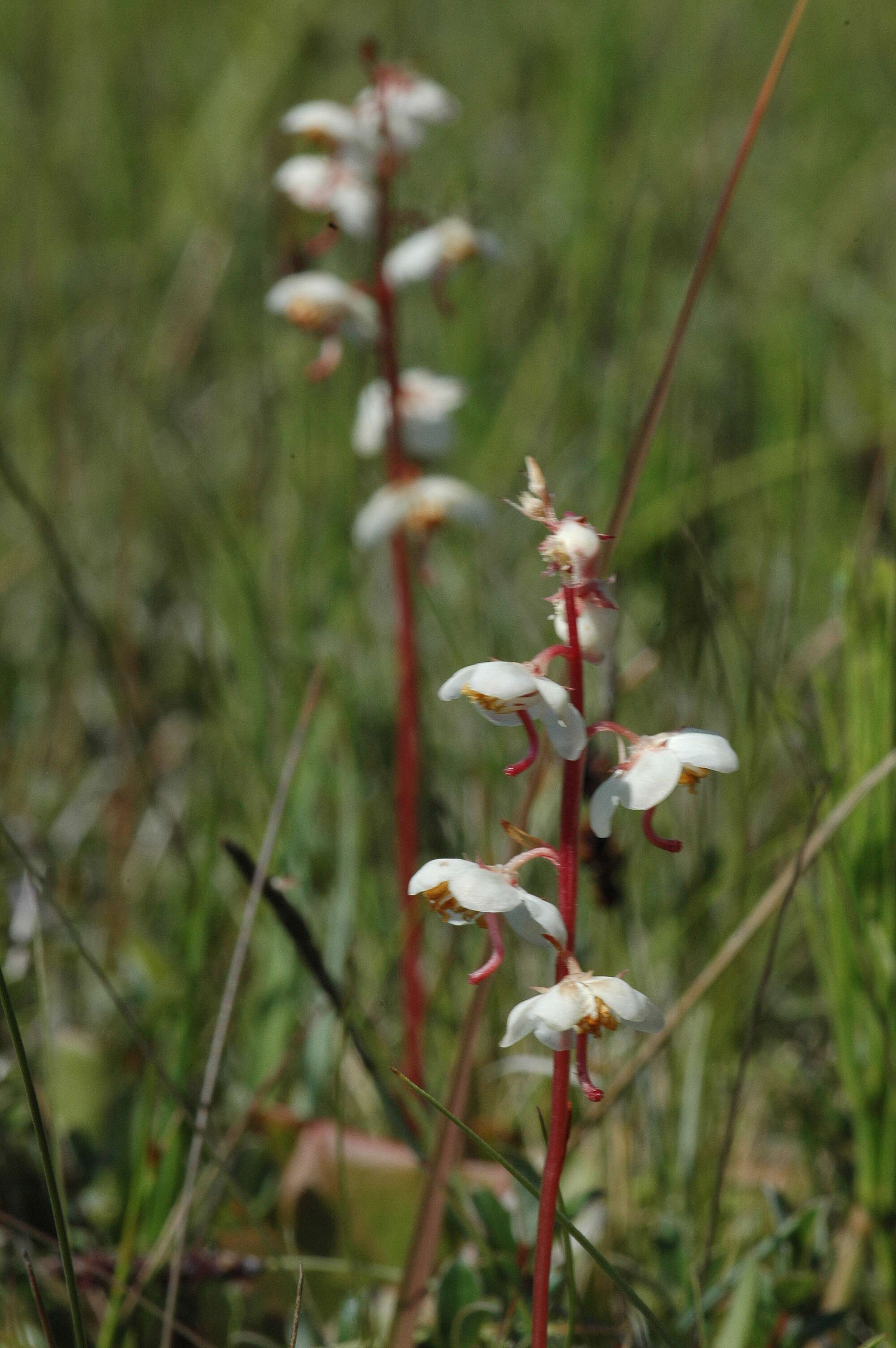 Image of round-leaved wintergreen