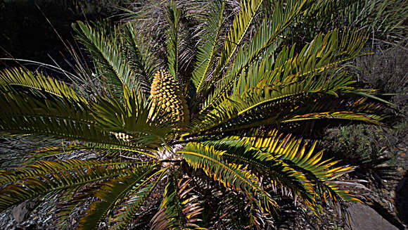 Image of bread tree