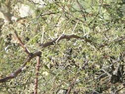 Слика од Vachellia constricta (Benth.) Seigler & Ebinger