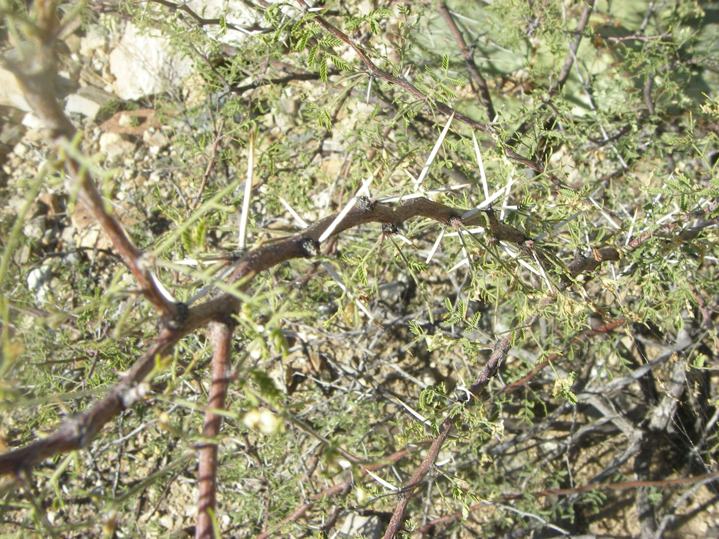 Image of whitethorn acacia