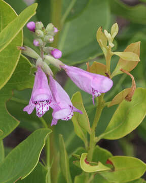 Image of Eastern False Dragonhead