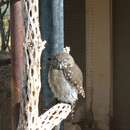 Image of Glaucidium brasilianum cactorum Van Rossem 1937