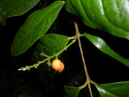 Image of Bunchosia ursana W. R. Anderson