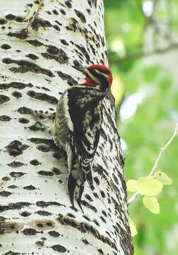 Plancia ëd Sphyrapicus nuchalis Baird & SF 1858