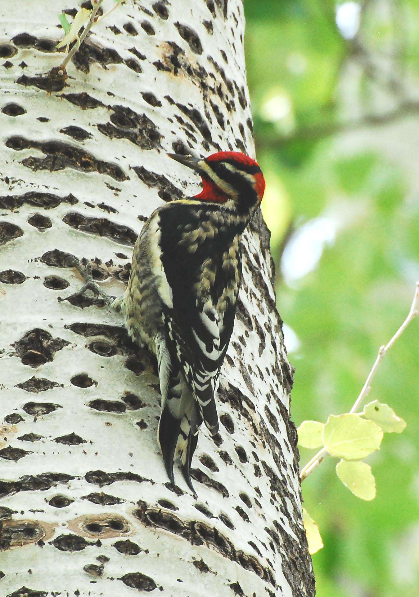 Plancia ëd Sphyrapicus Baird & SF 1858