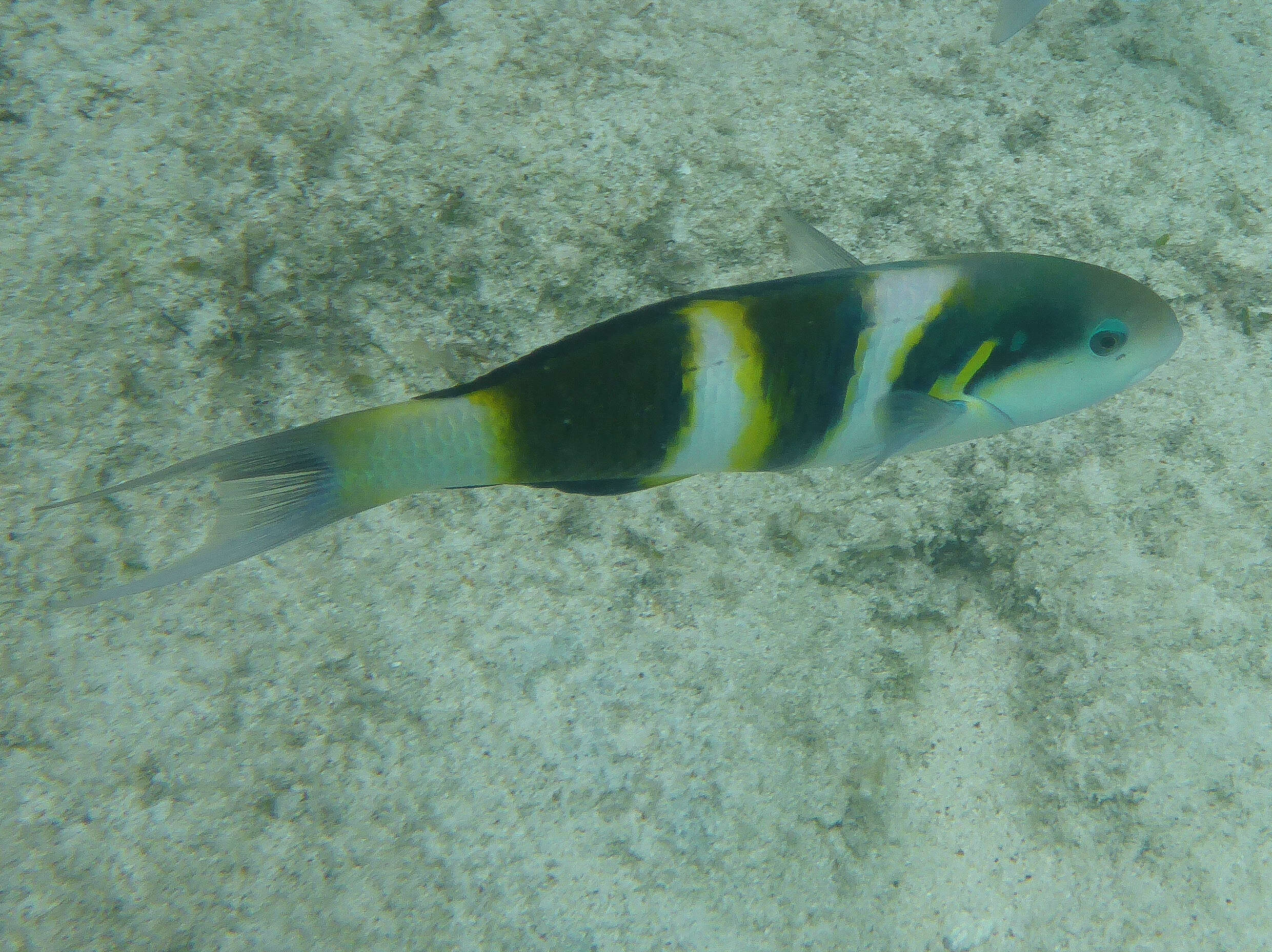 Image of Blackbar wrasse