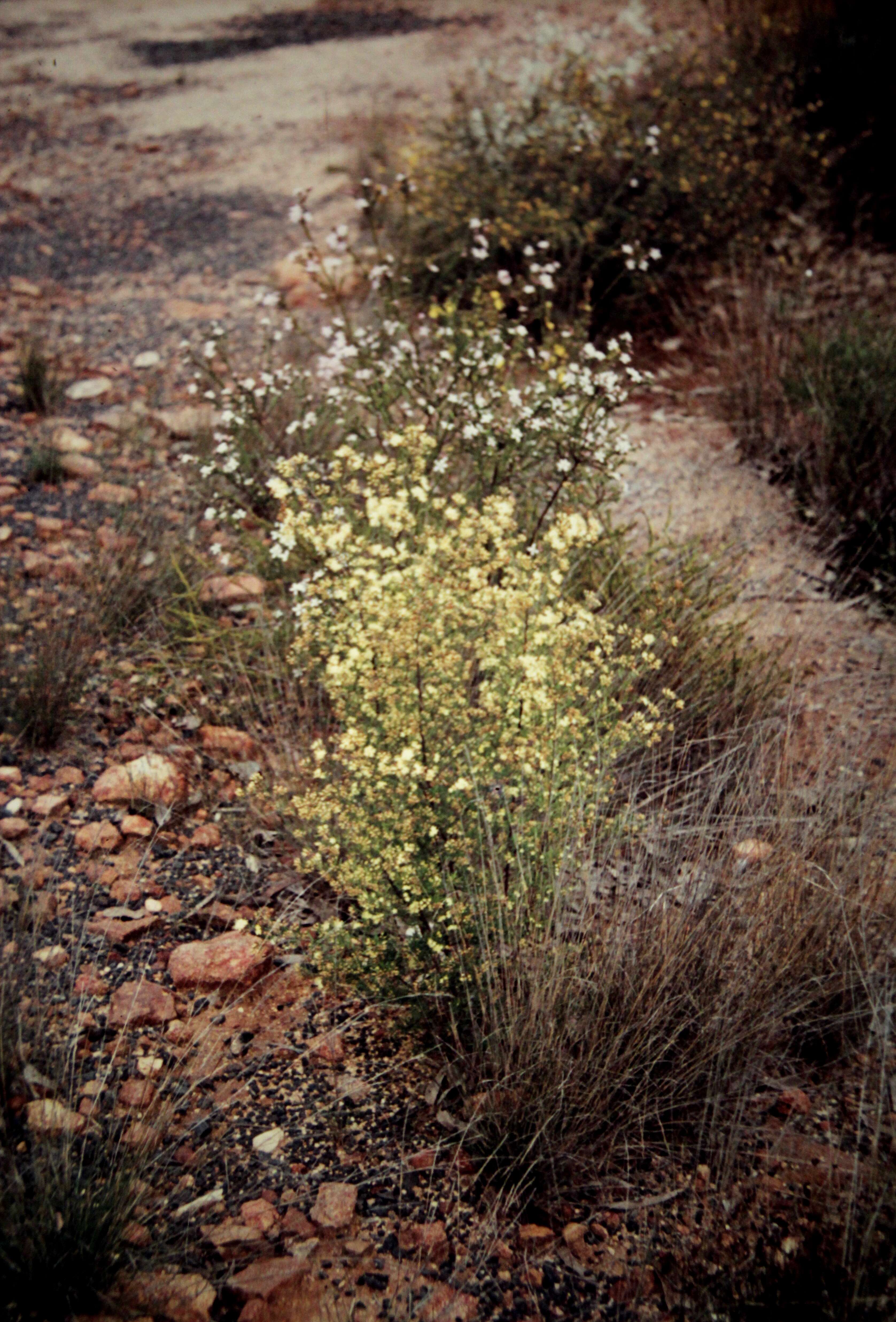 Image of Pomaderris discolor (Vent.) DC.