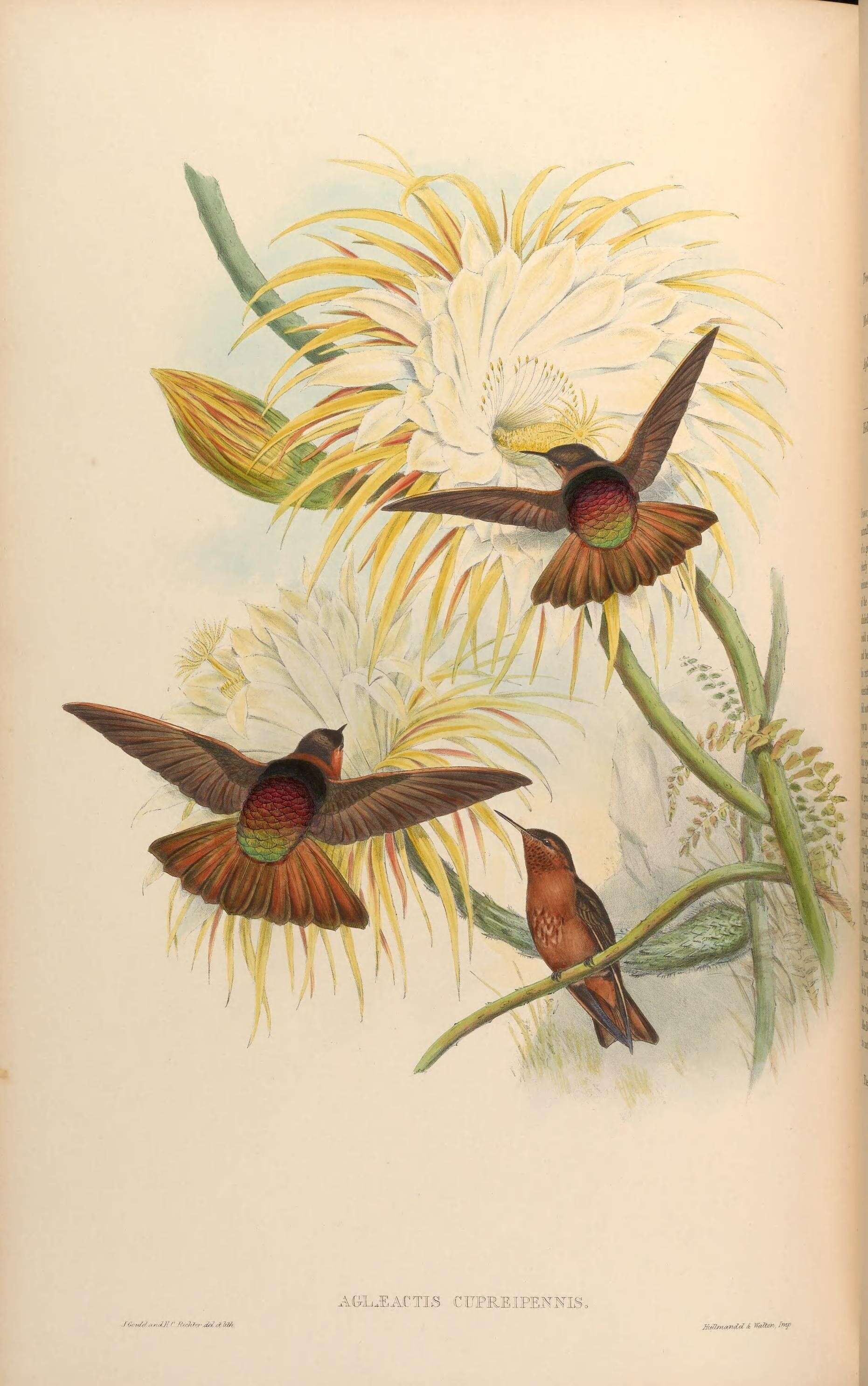 Image of Aglaeactis Gould 1848