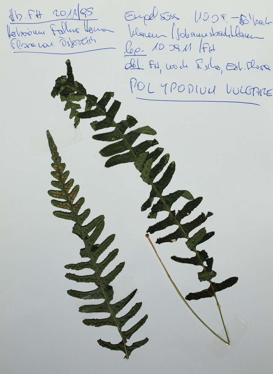 Image de Polypode