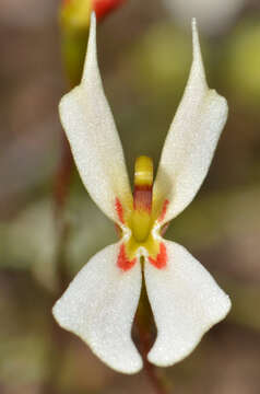 Image of Stylidium exappendiculatum (Lowrie & Carlquist) Wege