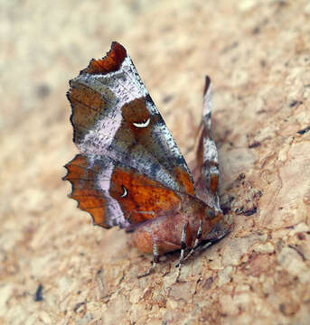 Image of purple thorn