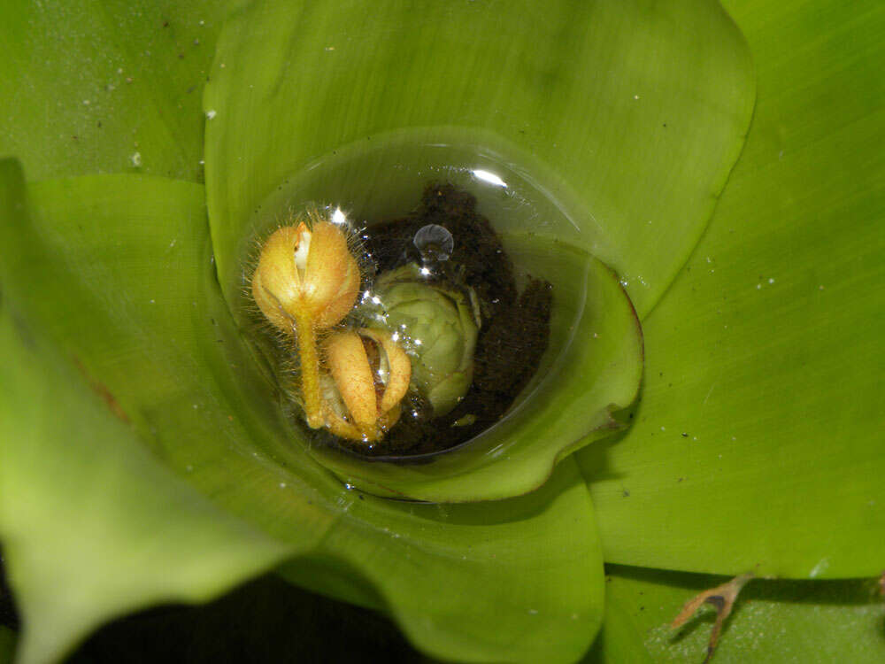 صورة Werauhia gladioliflora (H. Wendl.) J. R. Grant