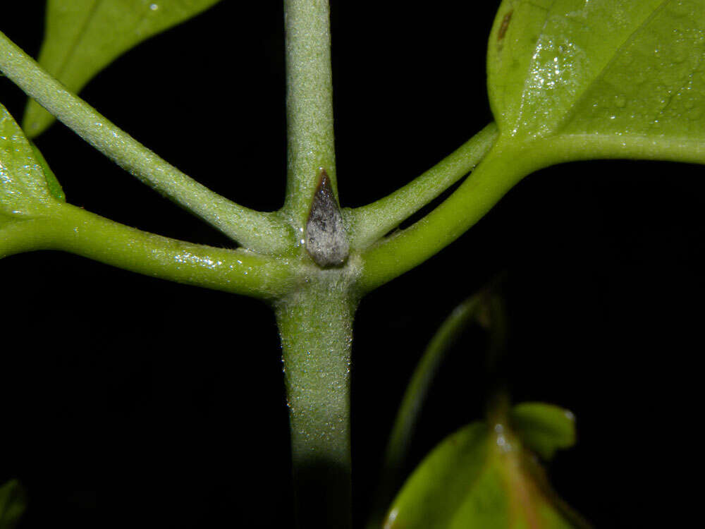 Image de Tetrapterys tinifolia Triana & Planch.