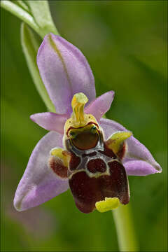 Ophrys scolopax subsp. cornuta (Steven) E. G. Camus resmi