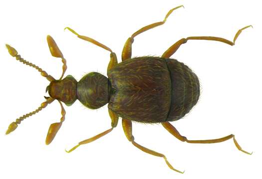 Imagem de Pselaphidae