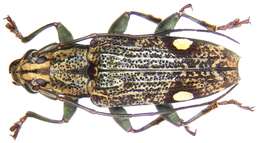 Image of Tmesisternus