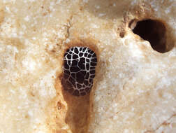 Image of Stenopelmatoidea