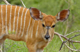 Image of Nyala