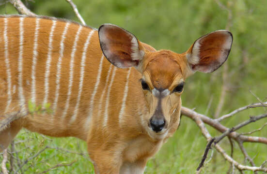 Image of Nyala