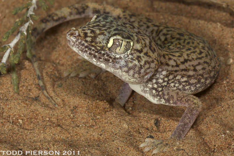 Image of Stenodactylus