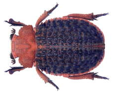 Image of Trox baccatus