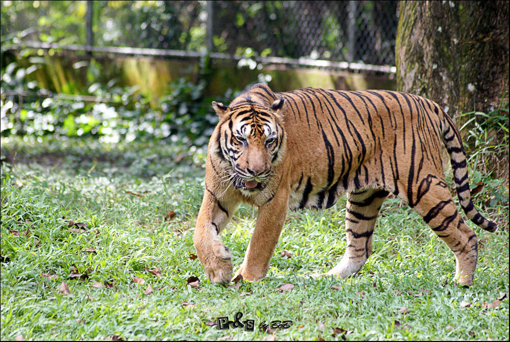 Sumatra kaplanı resmi