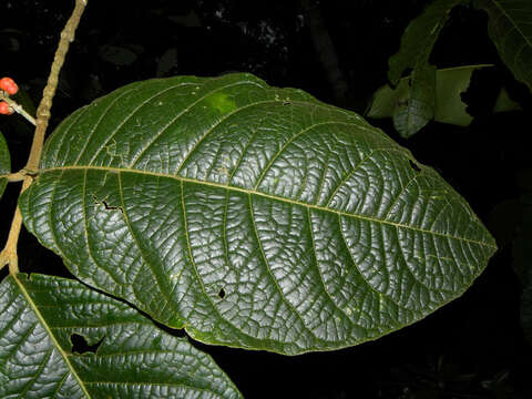 Image of Bunchosia macrophylla Rose ex Pittier