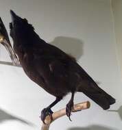 Image of Jamaican Crow