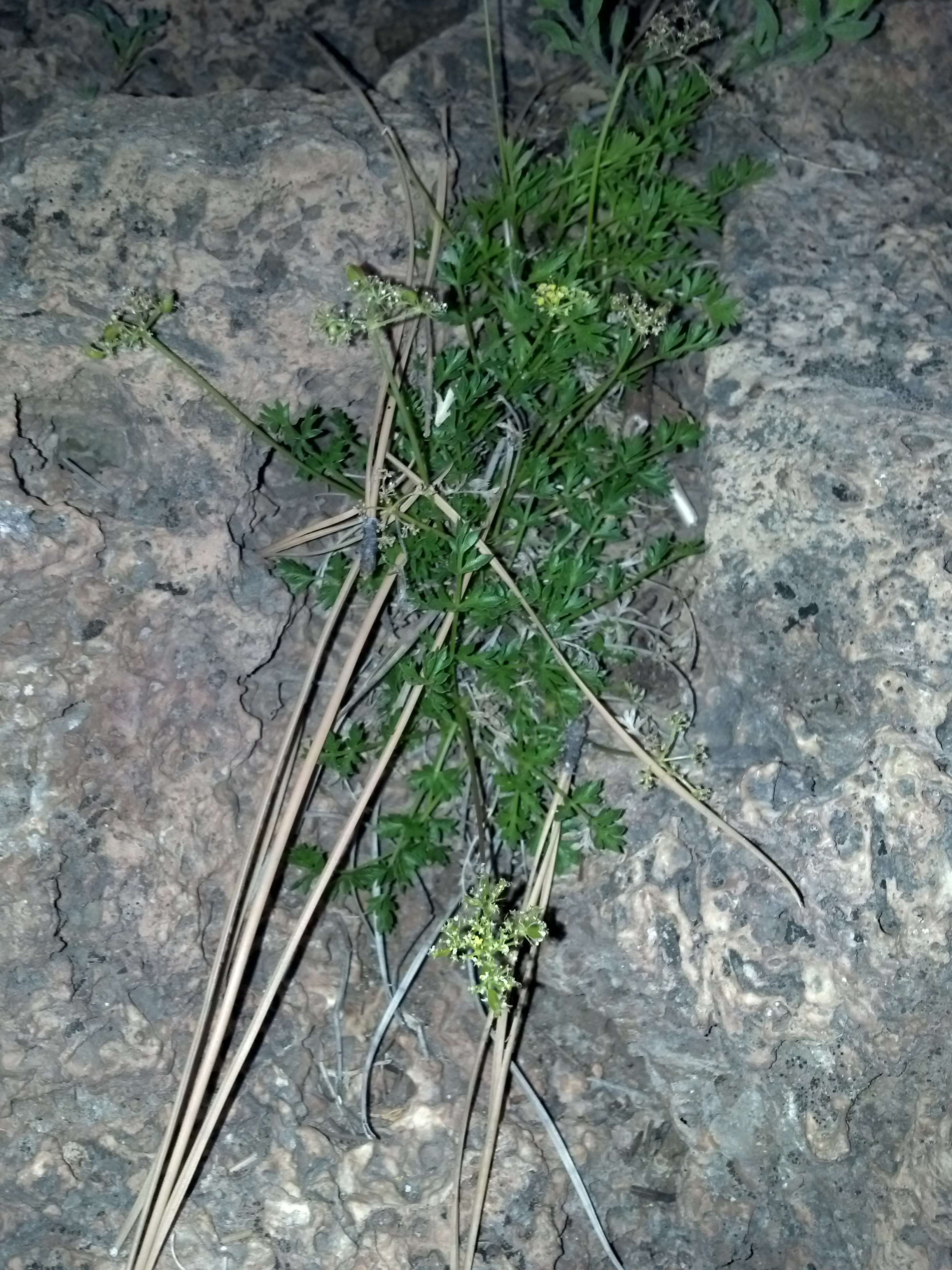 Image of Indian parsley