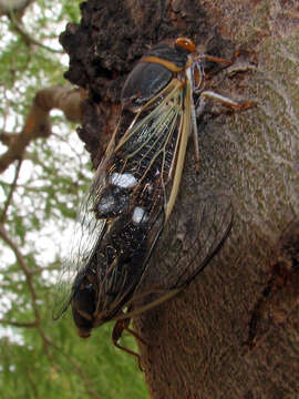 Image of Diceroprocta semicincta (Davis & W. T. 1925)