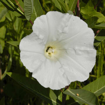 Image of bindweed