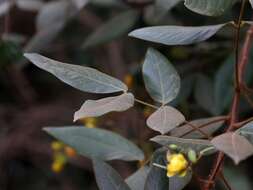 Image of Chamaecrista setosa (Vogel) H. S. Irwin & Barneby