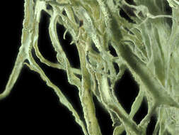 Image of cartilage lichen