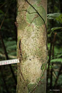 Image of Broom-cluster fig